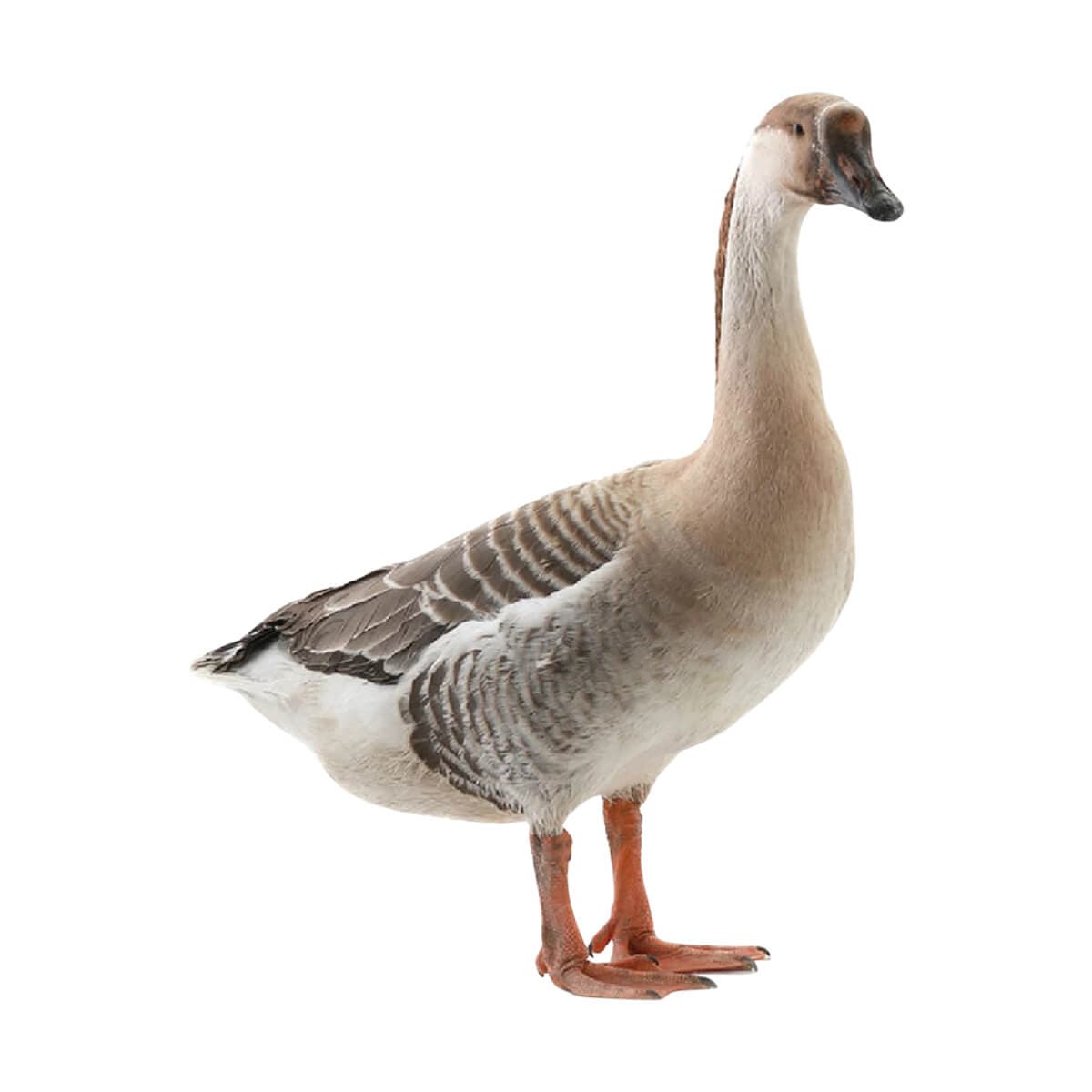 Swan (Processed) (রাজহাঁস)