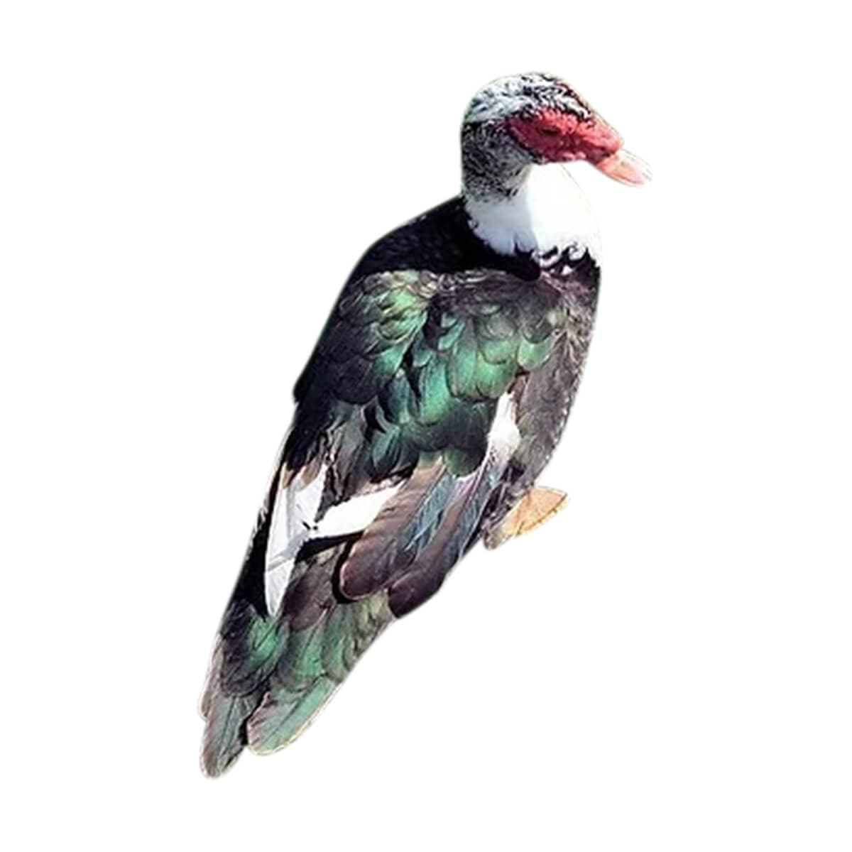 China Hash (Processed) (চিনা হাঁস)