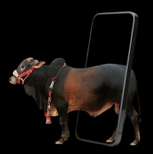 Qurbanir Gorur Haat (কোরবানির গরুর হাট)