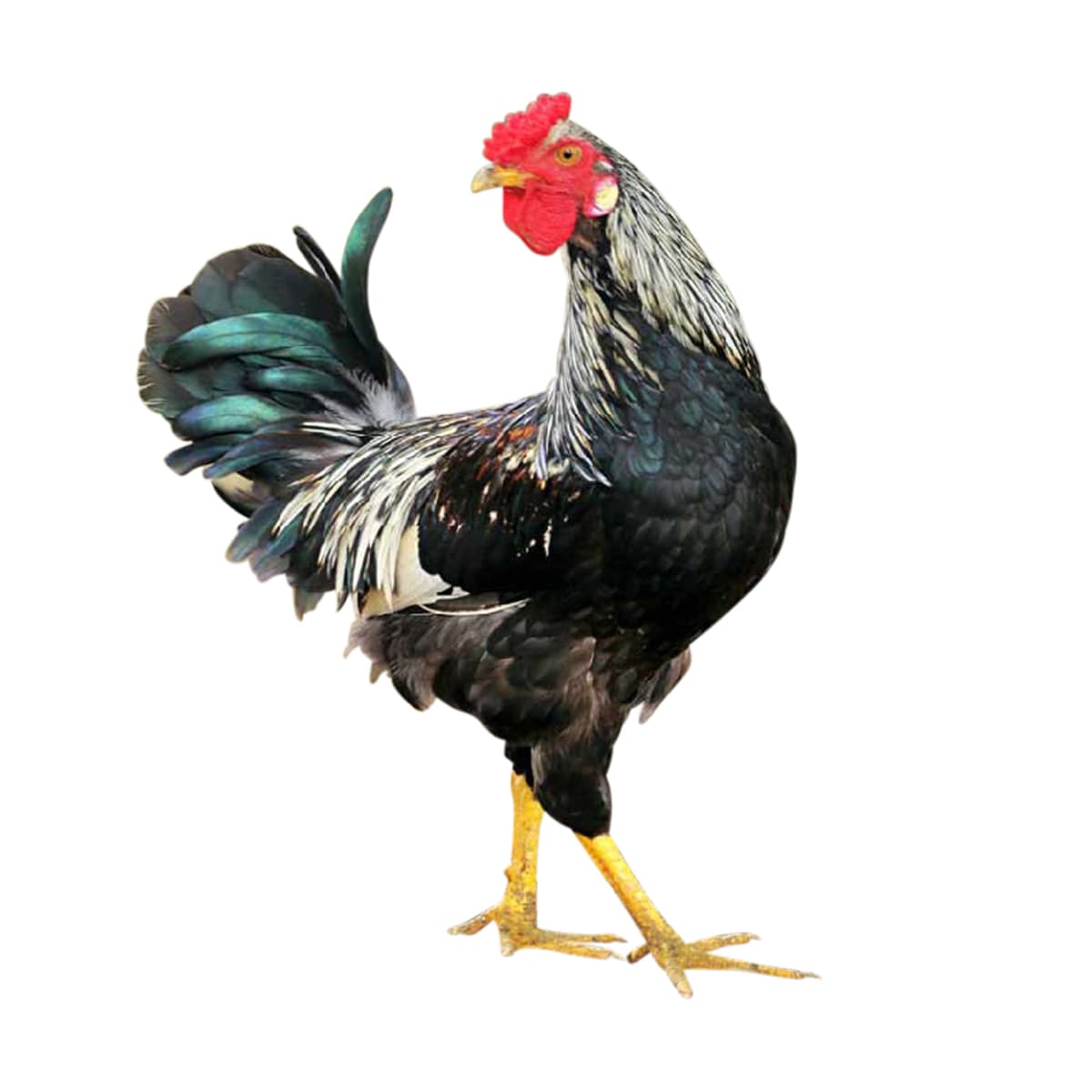 Deshi Chicken (Processed) (দেশি মোরগ/মুরগি)