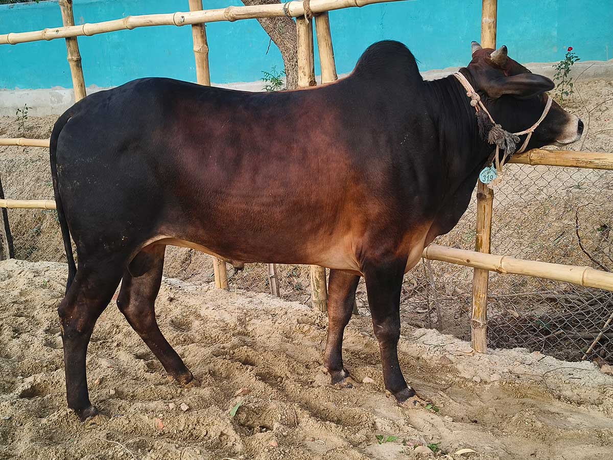 Cow F319 251kg (গরু ২৫১  কেজি)