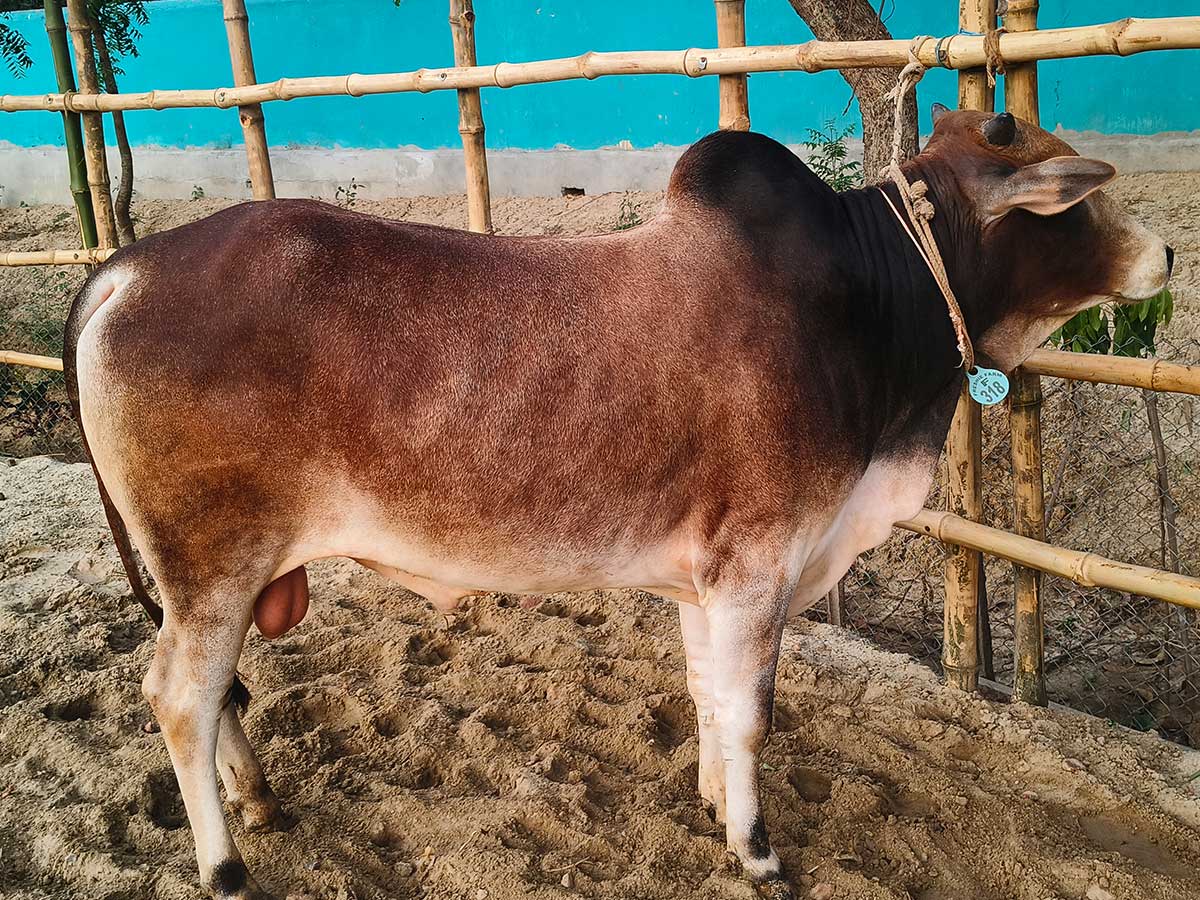 Cow F318 252kg (গরু ২৫২ কেজি)