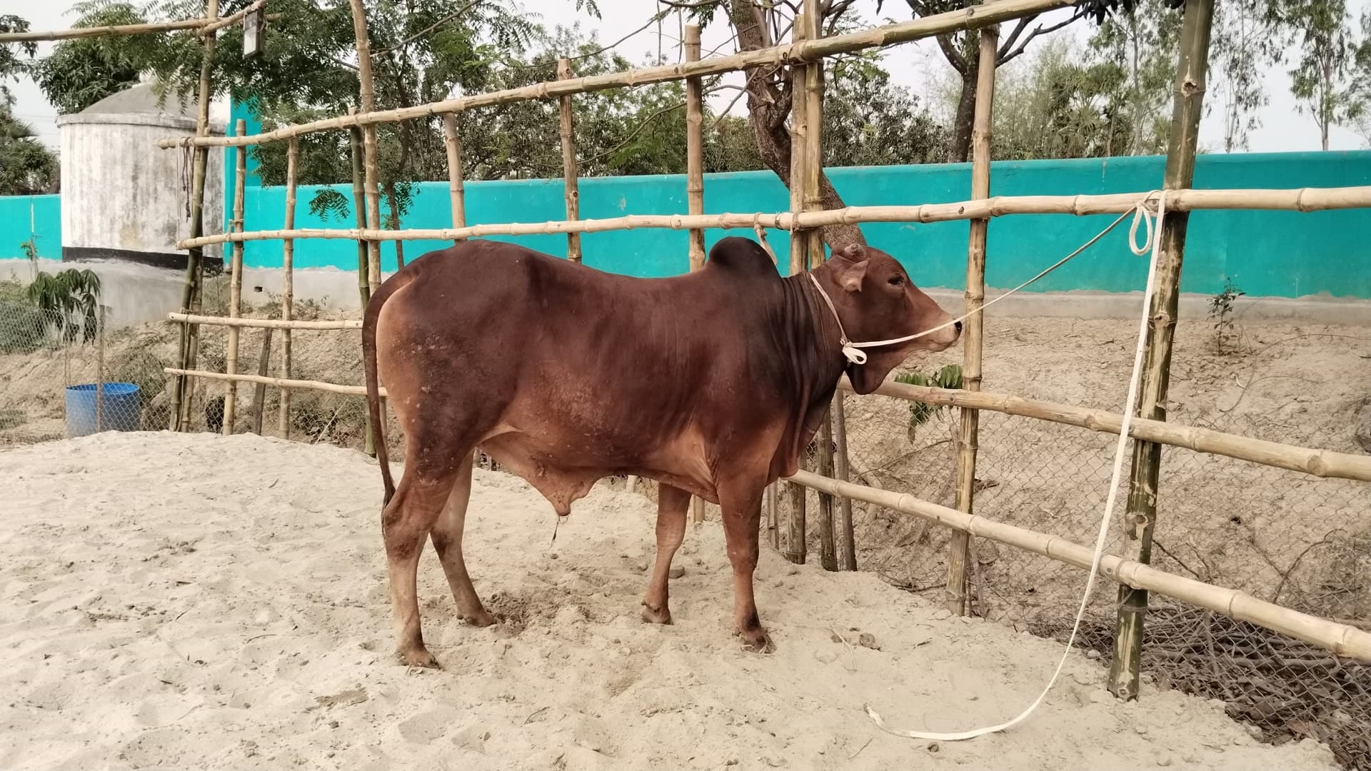 Cow F163 252kg (গরু ২৫২ কেজি)