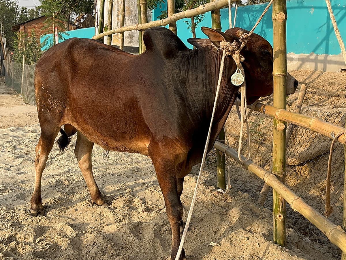 Cow F173 250kg (গরু ২৫০  কেজি)