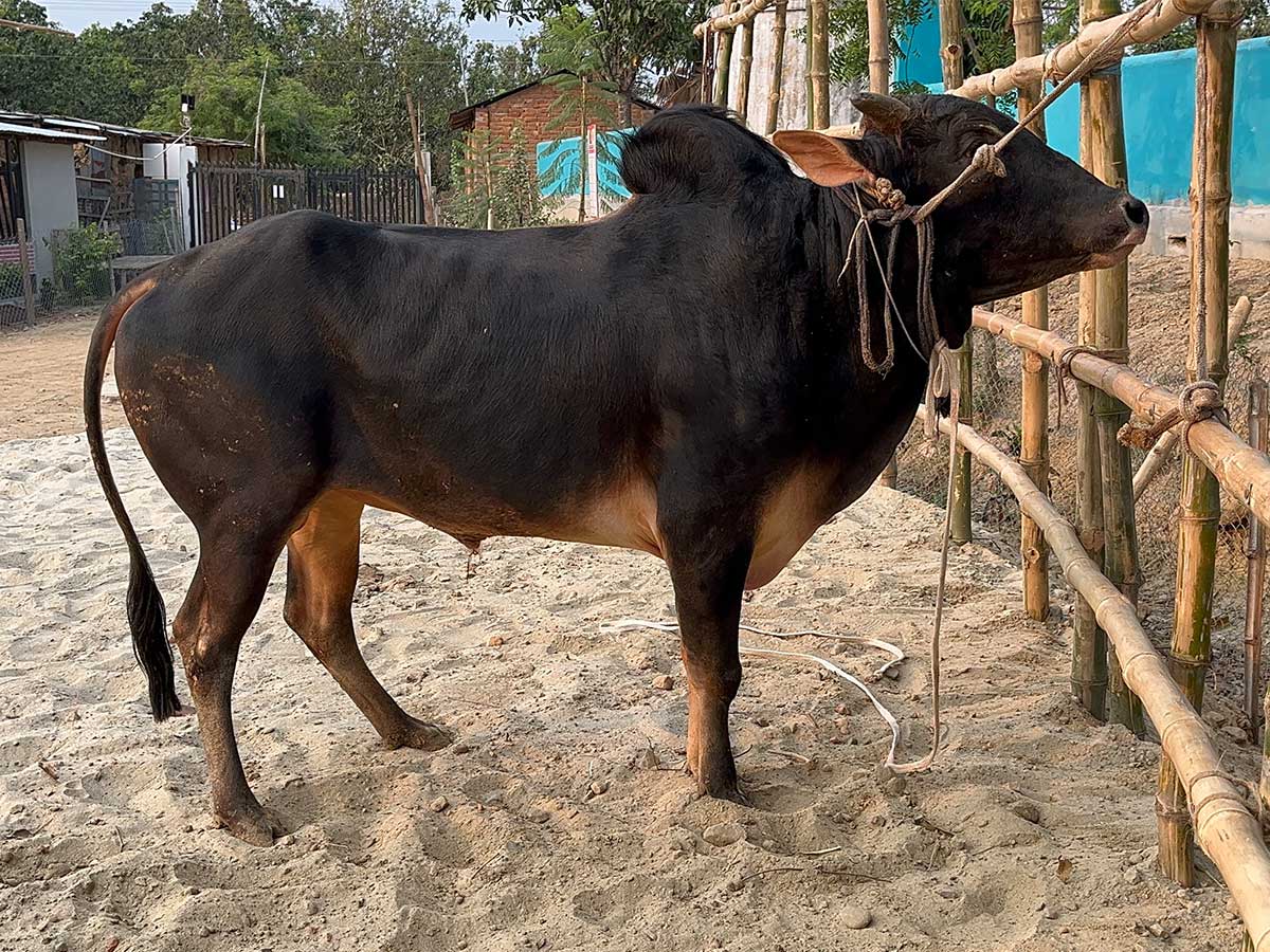 Cow F255 260kg (গরু ২৬০  কেজি)