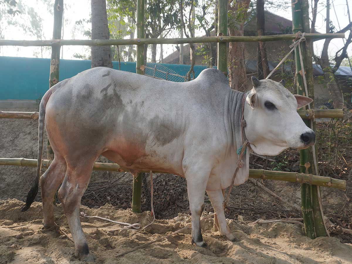 Cow F277 265kg (গরু ২৬৫ কেজি)