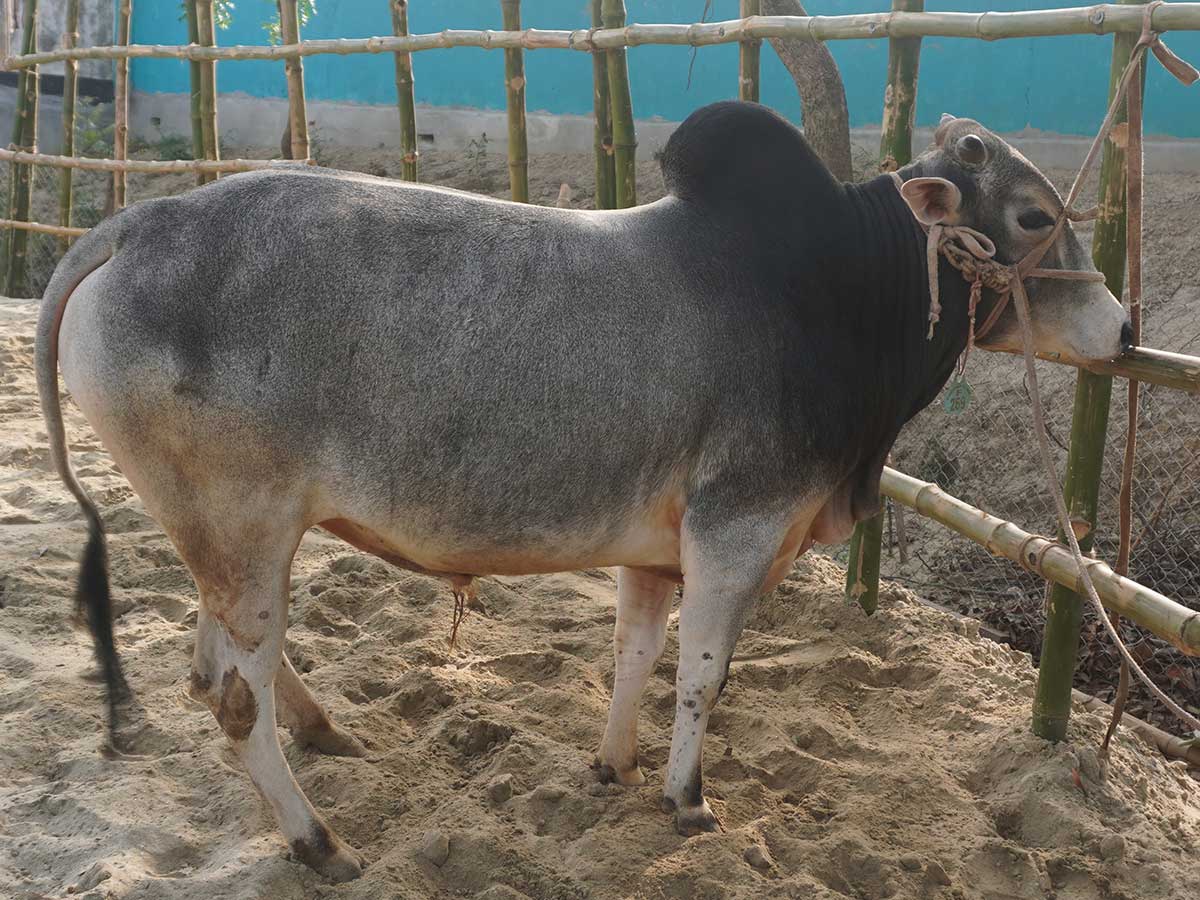 Cow F269 269kg (গরু ২৬৯ কেজি)