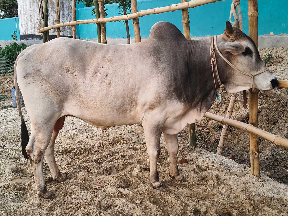 Cow F321 270kg (গরু ২৭০ কেজি)
