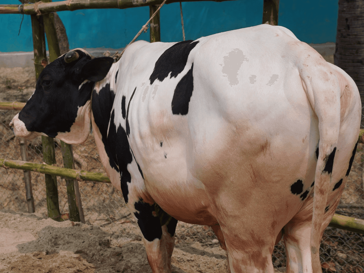 Cow F125 273kg (গরু ২৭৩ কেজি)