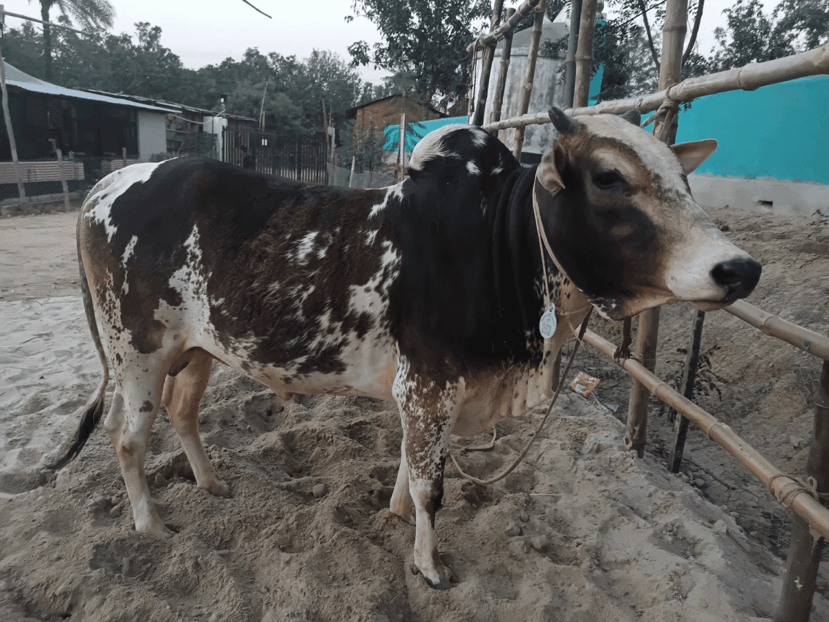 Cow F253 262kg (গরু ২৬২ কেজি)