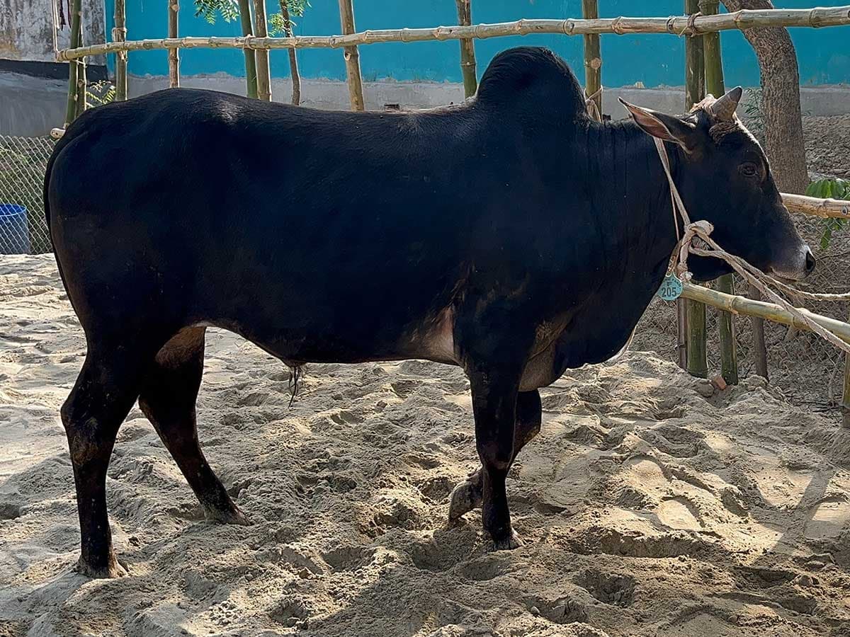 Cow F205 275kg (গরু ২৭৫  কেজি)