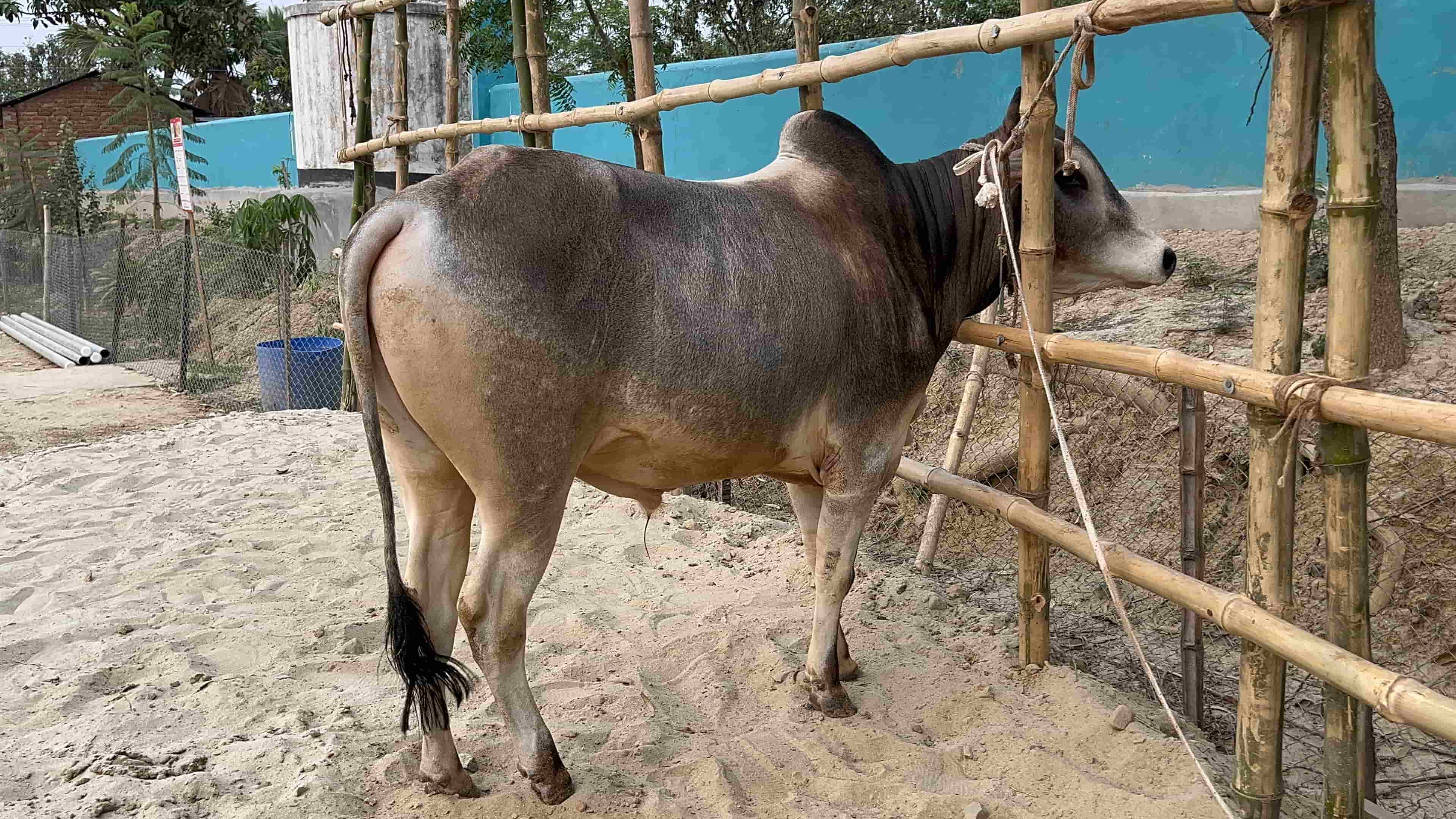 Cow F203 280kg (গরু ২৮০ কেজি)