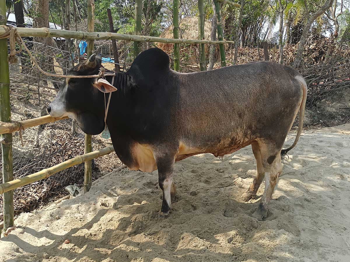 Cow F179 284kg (গরু ২৮৪ কেজি)