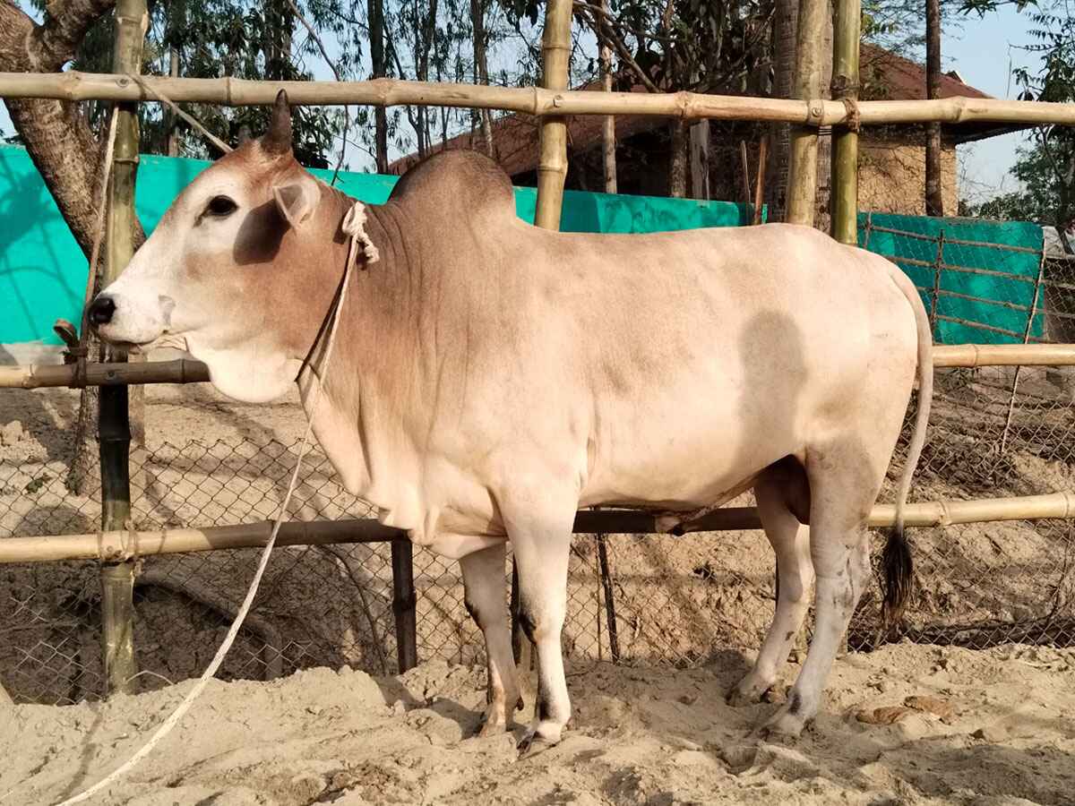 Cow F128 284kg (গরু ২৮৪ কেজি)
