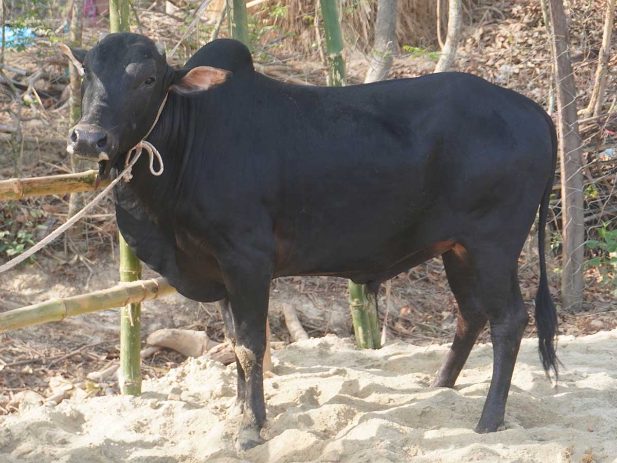 Cow F245 290kg (গরু ২৯০ কেজি)
