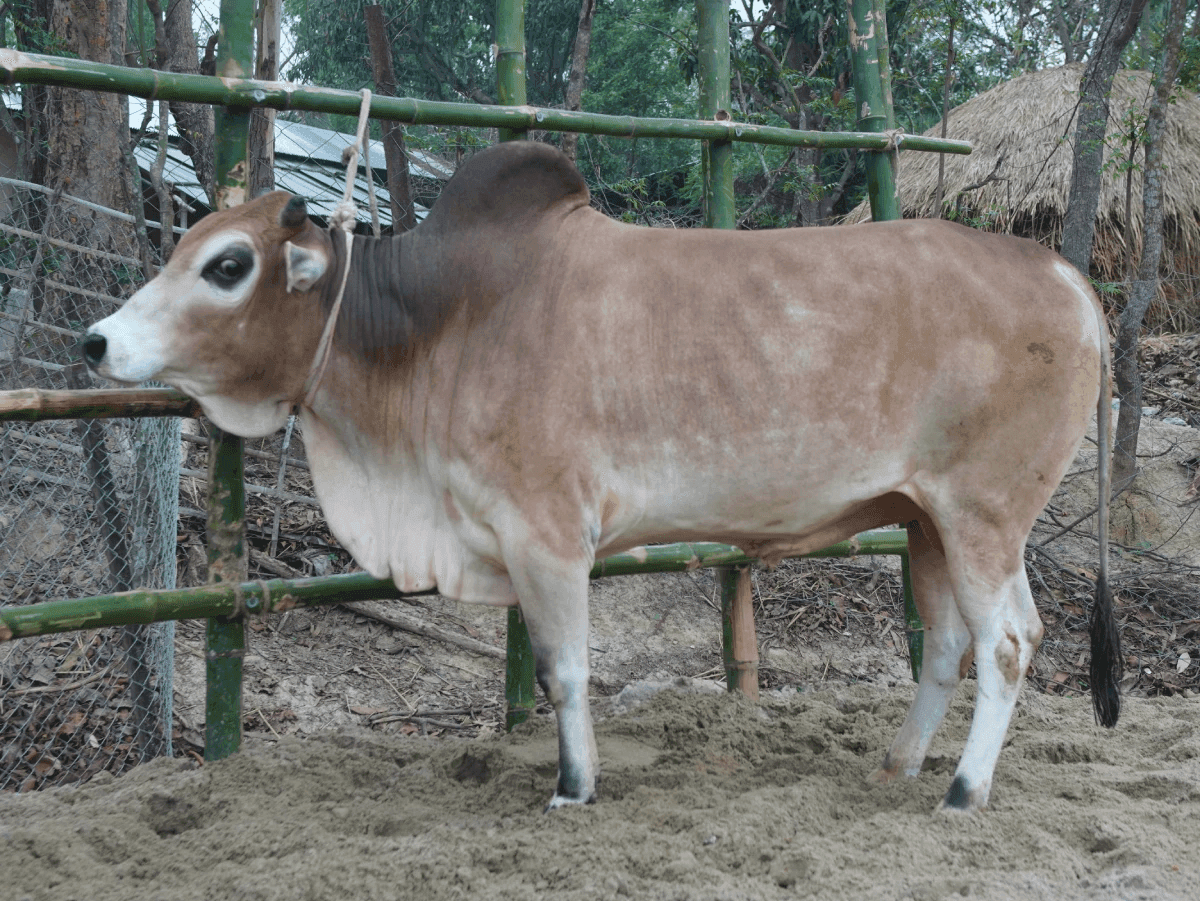 Cow F303 292kg (গরু ২৯২ কেজি)