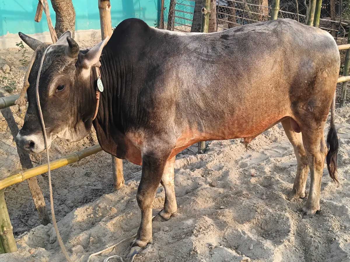Cow F270 292kg (গরু ২৯২ কেজি)