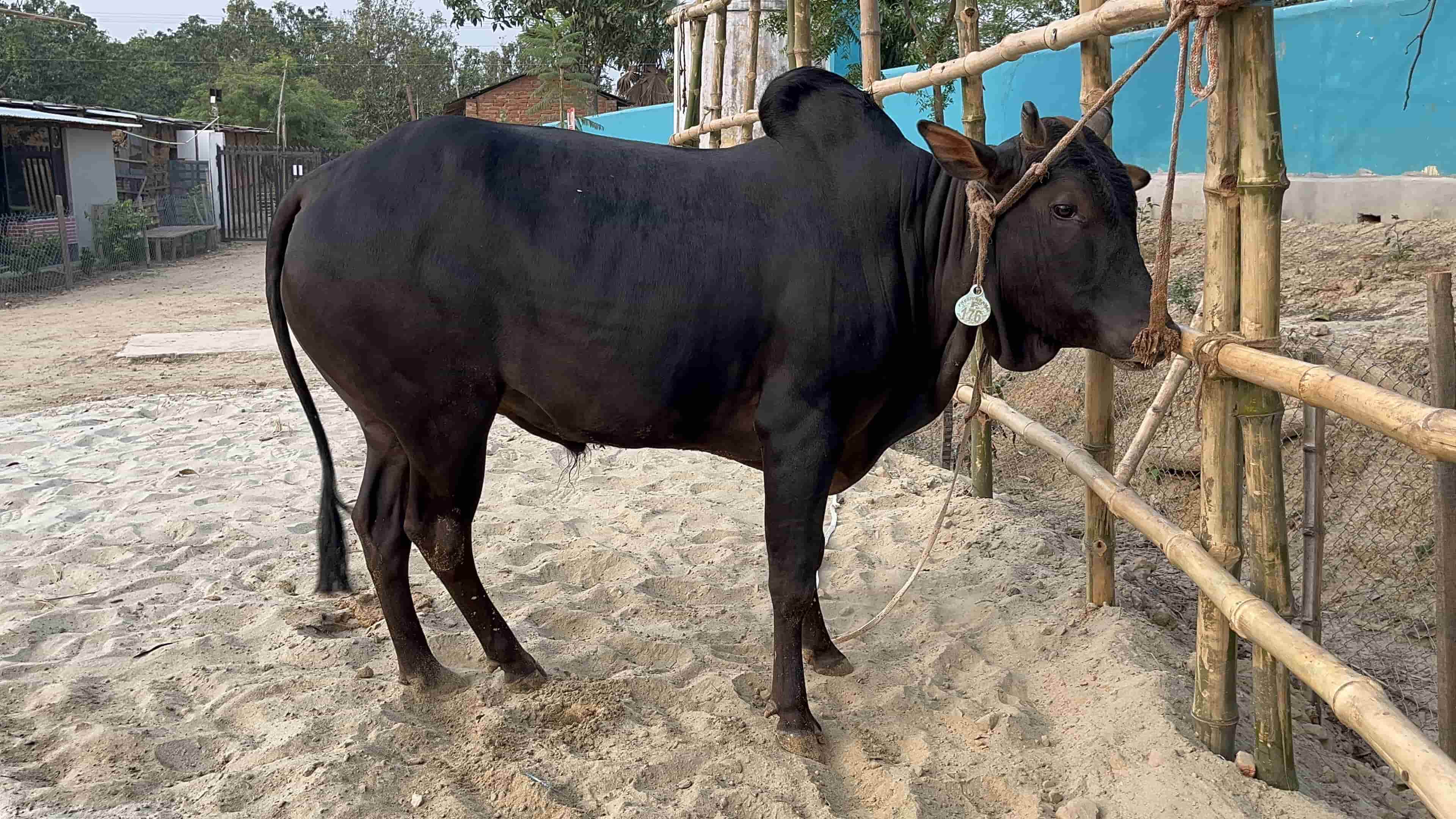 Cow F176 302kg (গরু ৩০২ কেজি)